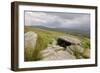 Megalithic Tomb on the Slopes of Slievemore Mountain, Achill Island, County Mayo, Connacht, Ireland-Gary Cook-Framed Photographic Print