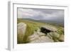 Megalithic Tomb on the Slopes of Slievemore Mountain, Achill Island, County Mayo, Connacht, Ireland-Gary Cook-Framed Photographic Print