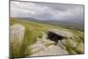 Megalithic Tomb on the Slopes of Slievemore Mountain, Achill Island, County Mayo, Connacht, Ireland-Gary Cook-Mounted Photographic Print