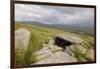 Megalithic Tomb on the Slopes of Slievemore Mountain, Achill Island, County Mayo, Connacht, Ireland-Gary Cook-Framed Photographic Print