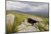 Megalithic Tomb on the Slopes of Slievemore Mountain, Achill Island, County Mayo, Connacht, Ireland-Gary Cook-Mounted Photographic Print