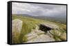 Megalithic Tomb on the Slopes of Slievemore Mountain, Achill Island, County Mayo, Connacht, Ireland-Gary Cook-Framed Stretched Canvas