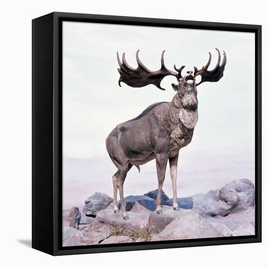 Megaloceros Stag Calling-Arthur Hayward-Framed Stretched Canvas