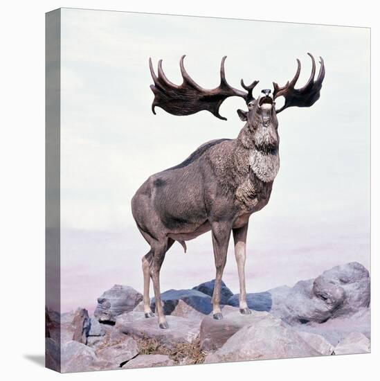 Megaloceros Stag Calling-Arthur Hayward-Stretched Canvas