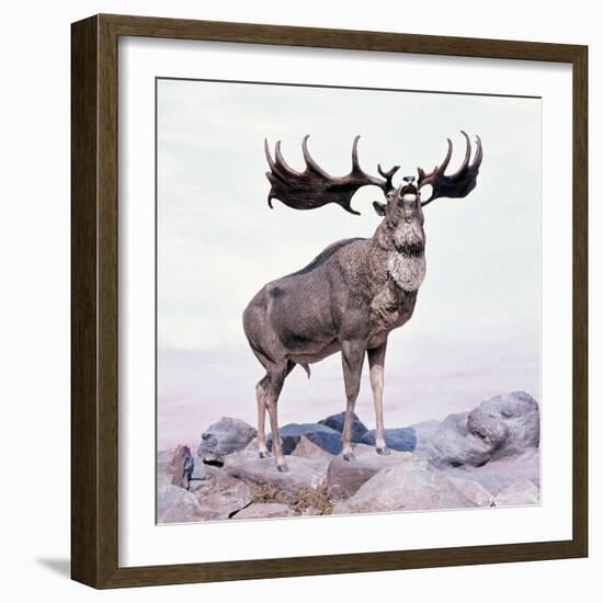 Megaloceros Stag Calling-Arthur Hayward-Framed Photographic Print