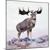 Megaloceros Stag Calling-Arthur Hayward-Mounted Photographic Print