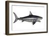 Megalodon Dinosaur-Stocktrek Images-Framed Art Print