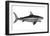 Megalodon Dinosaur-Stocktrek Images-Framed Art Print