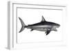 Megalodon Dinosaur-Stocktrek Images-Framed Art Print