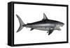 Megalodon Dinosaur-Stocktrek Images-Framed Stretched Canvas