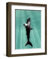 Megalodon Prehistoric Shark with Human-Christian Darkin-Framed Premium Photographic Print