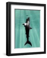 Megalodon Prehistoric Shark with Human-Christian Darkin-Framed Premium Photographic Print