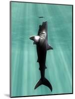 Megalodon Prehistoric Shark with Human-Christian Darkin-Mounted Premium Photographic Print