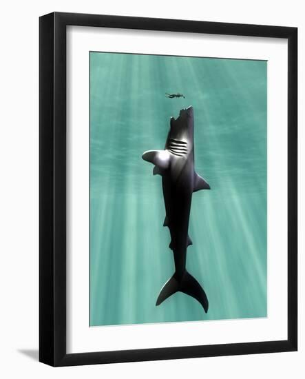 Megalodon Prehistoric Shark with Human-Christian Darkin-Framed Photographic Print
