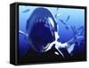 Megalodon Prehistoric Shark-Christian Darkin-Framed Stretched Canvas