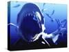 Megalodon Prehistoric Shark-Christian Darkin-Stretched Canvas