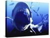 Megalodon Prehistoric Shark-Christian Darkin-Stretched Canvas