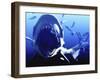 Megalodon Prehistoric Shark-Christian Darkin-Framed Photographic Print