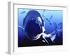 Megalodon Prehistoric Shark-Christian Darkin-Framed Photographic Print