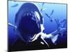 Megalodon Prehistoric Shark-Christian Darkin-Mounted Photographic Print