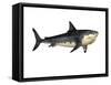 Megalodon Shark, an Enormous Predator from the Cenozoic Era-null-Framed Stretched Canvas