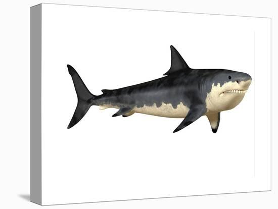 Megalodon Shark, an Enormous Predator from the Cenozoic Era-null-Stretched Canvas