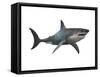 Megalodon Shark, an Enormous Predator from the Cenozoic Era-null-Framed Stretched Canvas