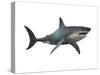 Megalodon Shark, an Enormous Predator from the Cenozoic Era-null-Stretched Canvas