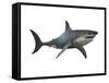 Megalodon Shark, an Enormous Predator from the Cenozoic Era-null-Framed Stretched Canvas