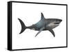 Megalodon Shark, an Enormous Predator from the Cenozoic Era-null-Framed Stretched Canvas