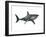 Megalodon Shark, an Enormous Predator from the Cenozoic Era-null-Framed Art Print