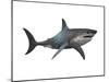 Megalodon Shark, an Enormous Predator from the Cenozoic Era-null-Mounted Art Print