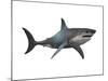 Megalodon Shark, an Enormous Predator from the Cenozoic Era-null-Mounted Art Print