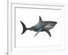 Megalodon Shark, an Enormous Predator from the Cenozoic Era-null-Framed Art Print