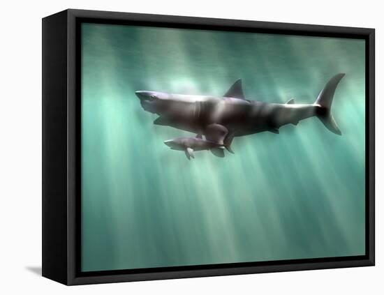 Megalodon Shark And Great White-Christian Darkin-Framed Stretched Canvas
