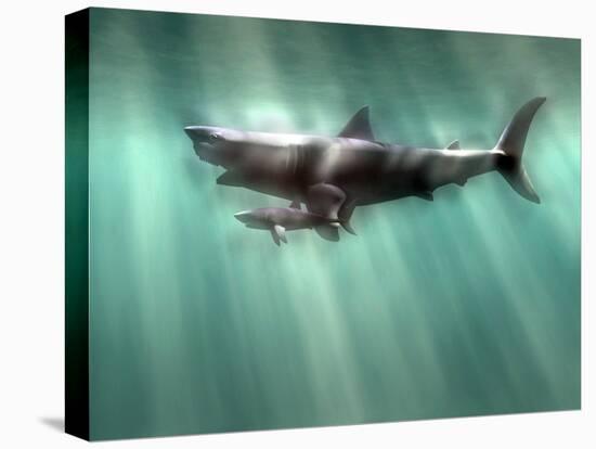 Megalodon Shark And Great White-Christian Darkin-Stretched Canvas