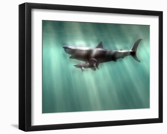 Megalodon Shark And Great White-Christian Darkin-Framed Photographic Print