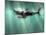 Megalodon Shark And Great White-Christian Darkin-Mounted Photographic Print