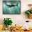 Megalodon Shark And Great White-Christian Darkin-Mounted Photographic Print displayed on a wall