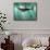 Megalodon Shark And Great White-Christian Darkin-Mounted Photographic Print displayed on a wall