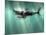 Megalodon Shark And Great White-Christian Darkin-Mounted Photographic Print