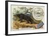 Megalosaurus and Otter-null-Framed Giclee Print