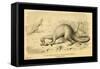 Megalosaurus Bucklandi-Joseph Smit-Framed Stretched Canvas