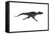 Megalosaurus Dinosaur Running, White Background-Stocktrek Images-Framed Stretched Canvas