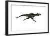 Megalosaurus Dinosaur Running, White Background-Stocktrek Images-Framed Art Print