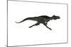 Megalosaurus Dinosaur Running, White Background-Stocktrek Images-Mounted Art Print