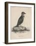 Megalus Cassinii, Litho by J.T. Bowen, 1850-William E. Hitchcock-Framed Premium Giclee Print