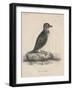 Megalus Cassinii, Litho by J.T. Bowen, 1850-William E. Hitchcock-Framed Premium Giclee Print