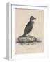 Megalus Cassinii, Litho by J.T. Bowen, 1850-William E. Hitchcock-Framed Premium Giclee Print