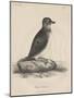 Megalus Cassinii, Litho by J.T. Bowen, 1850-William E. Hitchcock-Mounted Premium Giclee Print